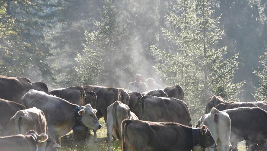 Un troupeau de vaches