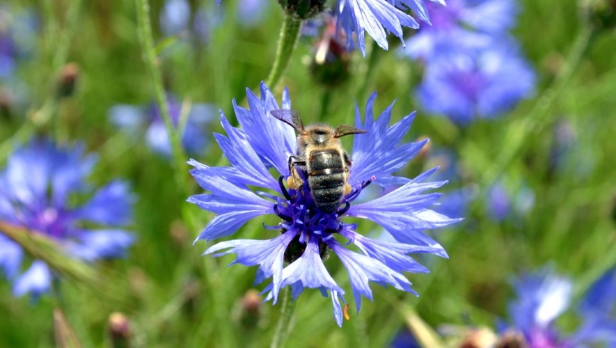 On compte en Aveyron plus de 1000 apiculteurs professionnels et amateurs.