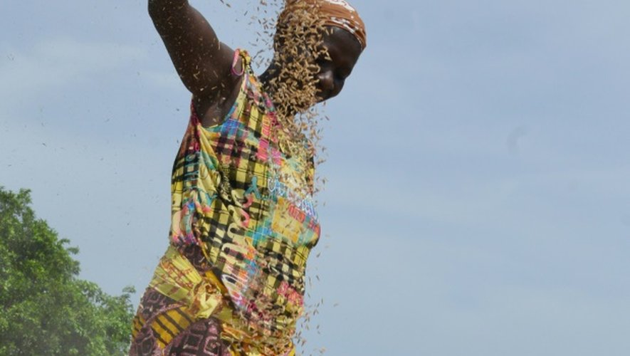 Une femme tamise le riz, le 9 avril 2015 à Agboville dans le sud de la Côte d'Ivoire