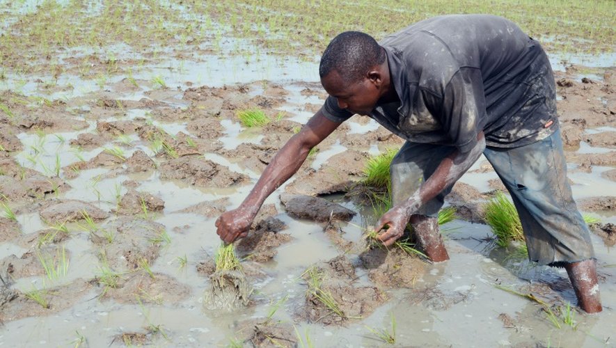 Un agriculteur ivoirien tient des plants de riz, le 10 avril 2015 à Agboville dans le sud de la Côte d'Ivoire