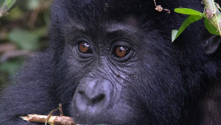 Un bébé gorille de montagne dans la forêt de Bwindi, le 24 mai 2014