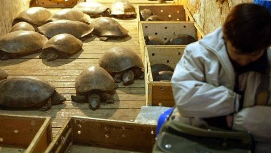 Un vendeur de tortues dans un marché de Canton, au sud de la Chine