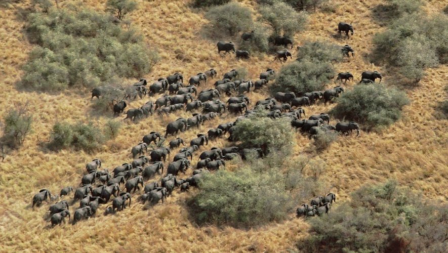 Photo prise par la Société pour la conservation de la vie sauvage (Wildlife Conservation Society) d'un troupeau d'éléphants au Soudan du sud le 9  mars 2012