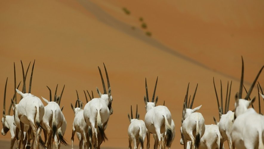 Des oryx dans une aire protégée à Umm al-Zamool, en Arabie saoudite, près de la frontière avec les Emirats arabes unis