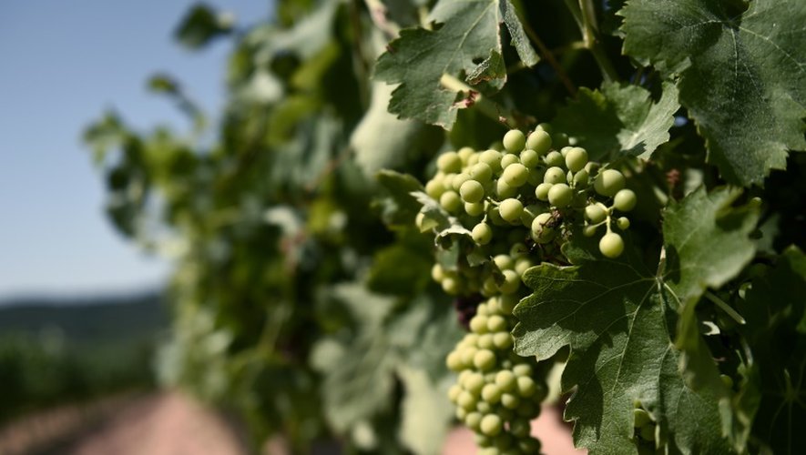 Une grappe de raisins  dans le vignoble de Segura Viudas le 7 juillet 2015 près de Barcelone utilisée pour le "cava" catalan
