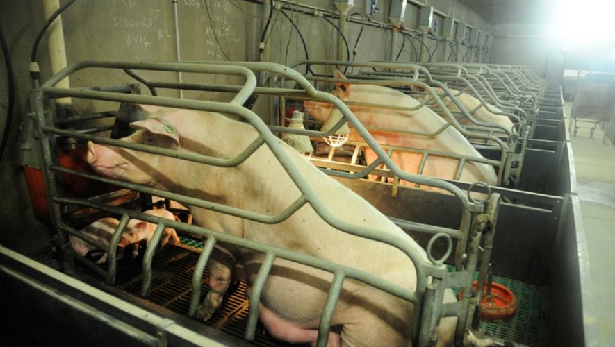 Un élevage de cochons à Ploneour-Lanvern, le 11 août 2015