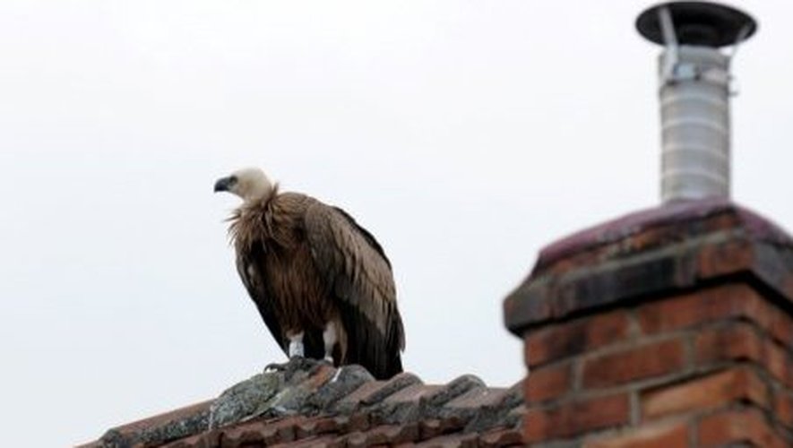 Ce vautour fauve, né à Saint-Pierre-<QA0>
des-Tripiers, a passé quelques jours 
rue du Champ-du-Prieur.
