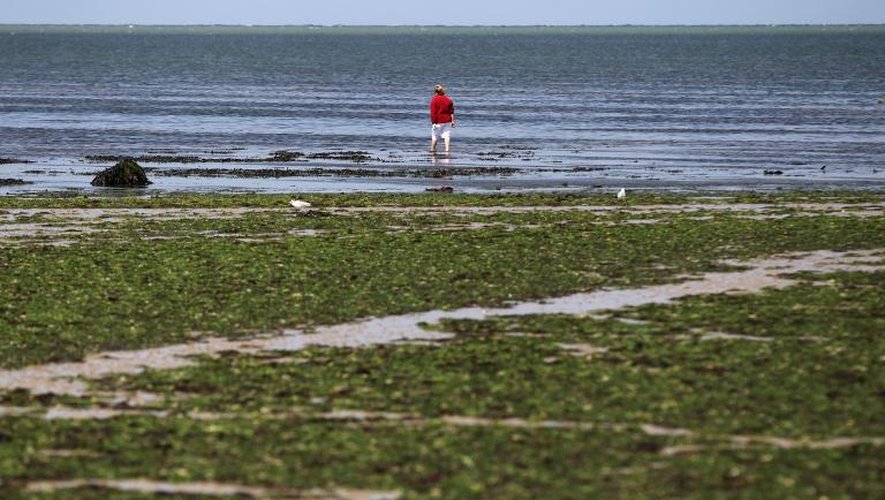 La plage de Grandcamp-Maisy dans le Calvados en Normandie, touchée par les algues vertes, le 9 juillet 2014. "On est début juillet et déjà on a ramassé presque 1.000 tonnes" se désole le maire Serge Bigot