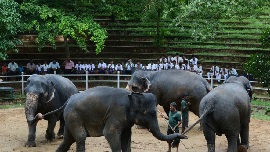 Des éléphants lors de leurs exercices quotidiens au zoo de  Dehiwala, près de Colombo, le 18 juin 2016.