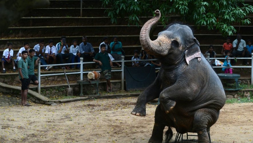 Un éléphant lors d'un exercice au zoo de Dehiwala, près de Colombo, le 18 juin 2016
