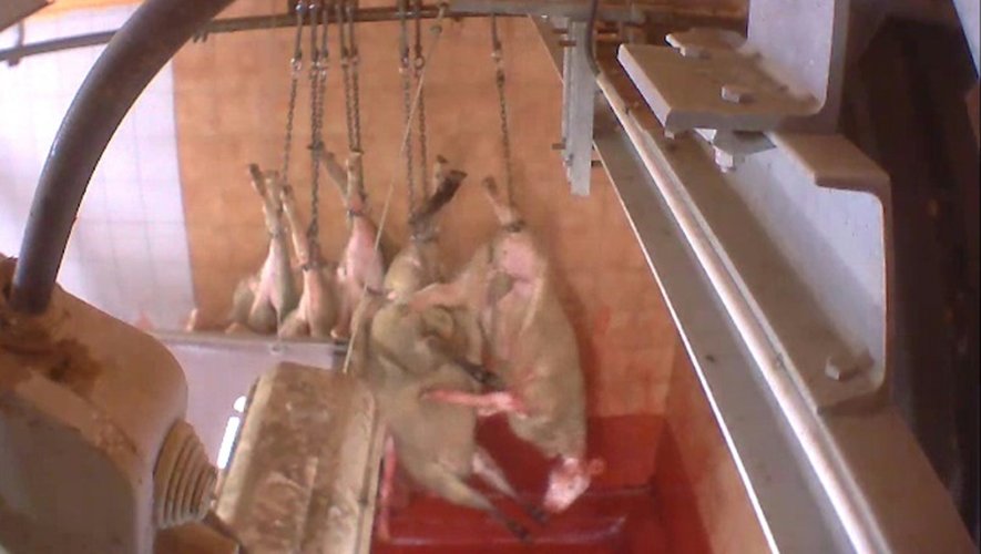 Capture d'une vidéo de l'association anti-spéciste L214 diffusée le 29 juin 2016 et montrant des moutons encore conscients avoir été saignés dans un abattoir à Pezenas (Hérault)