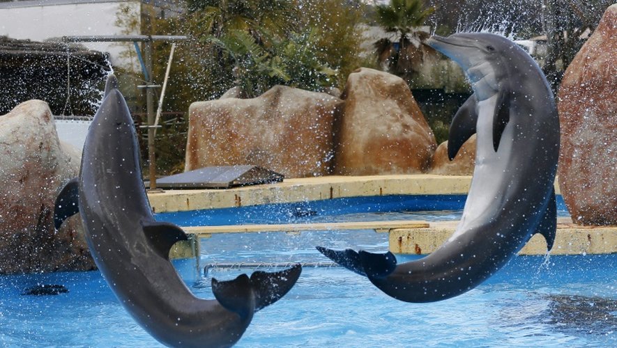 Des dauphins à Marineland, le plus grand parc marin d'Europe, le 12 décembre 2012 à Antibes en France