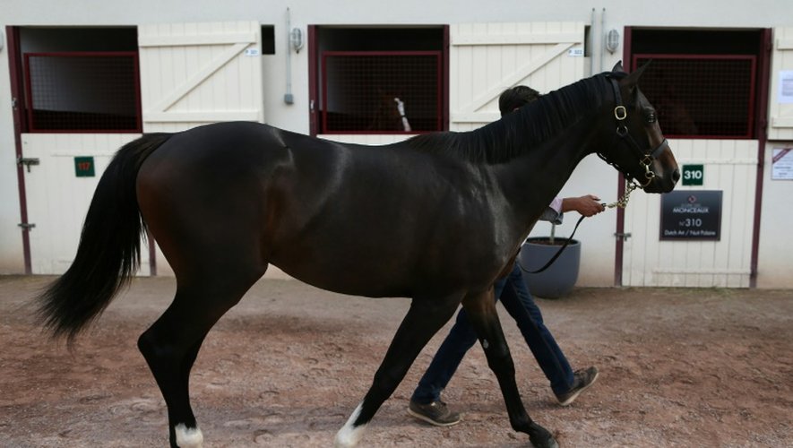 De poulain fils de Frankel a été adjugé 750.000 euros le 16 août 2015 à Deauville, lors des prestigieuses ventes de yearlings, futurs chevaux de course de galop