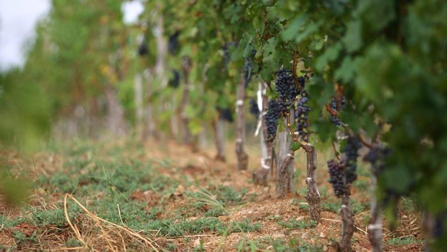Le vignoble du Domaine Barons de Rothshild, à Penglai, dans l'est de la province de Shandong, en Chine, le 29 août 2013