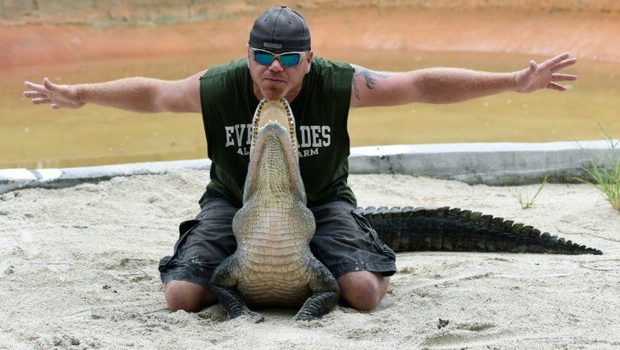 En Floride, de nombreux site d'élevages offrent des spectacles d'alligators, animal emblématique de cet Etat américain, comme ici le 24 juin 2016 à Homestead