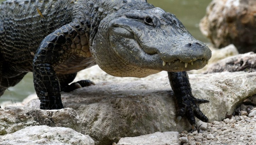 L'homme ne fait normalement pas partie des proies de prédilection des alligators, mais de récentes attaques ont marqué les esprits