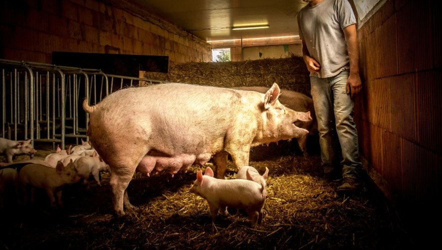 Des porcs dans une exploitation porcine bretonne, le 11 août 2015 à Ploneour-Lanvern