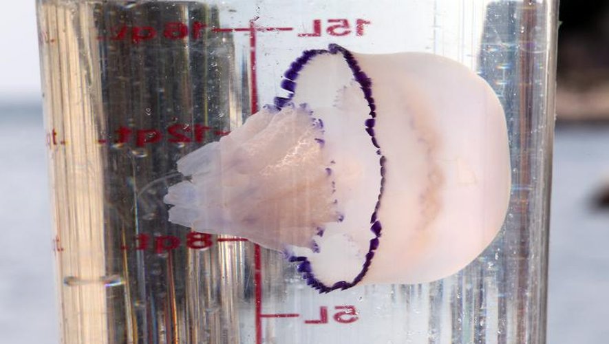 Une méduse Rhizostoma pulmo présentée le 6 juillet 2012 à l'Observatoire Océanologique de Villefranche-sur-Mer, dans le sud de la France