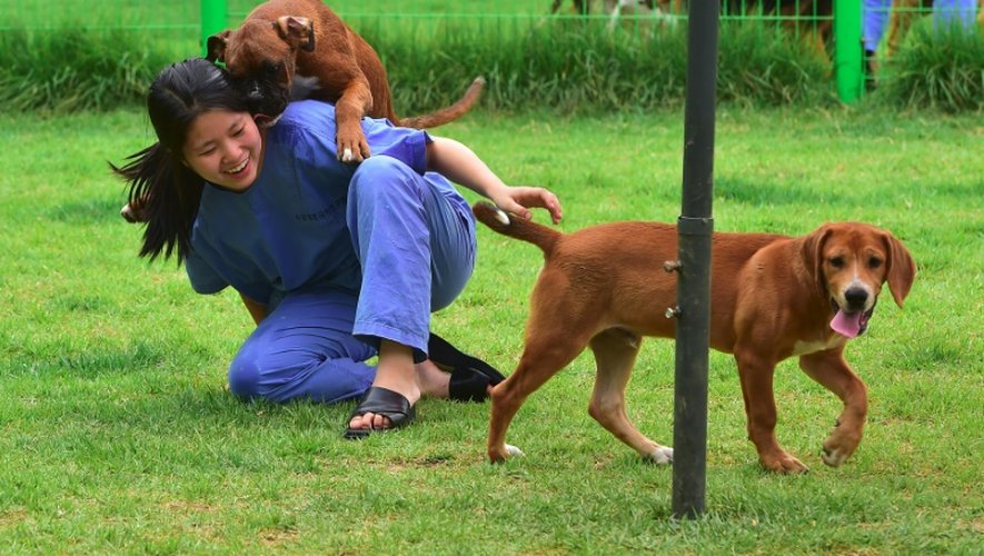 Une des chercheuses de Sooam Biotech Research Foundation joue avec des chiens clonés à Séoul, le 29 juin 2016