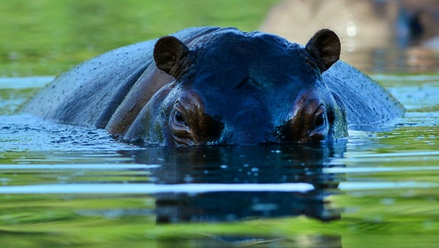 A Doradal, en Colombie, les hippopotames sont devenus une attraction pour les visiteurs de l'hacienda de Pablo Escobar et de son zoo privé, transformés en parc thématique sur 400 hectares