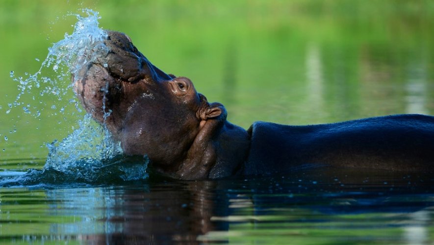 Un hippopotame dans le parc Hacienda Napoles, ancien zoo de Pablo Escobar à Doradal, le 22 juin 2016