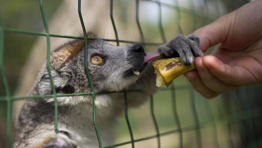 Une personne donne à manger à un lémur couronné au parc zoologique de la Haute Touche, le 18 juillet 2014