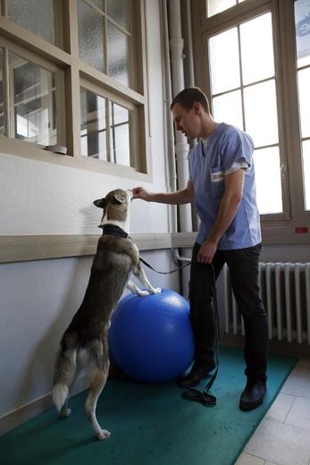 Un chien fait des exercices avce un ballon à Maisons-Alfort, dans un centre, le 23 octobre 2013