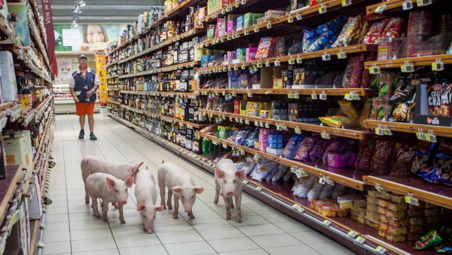 Des porcelets lâchés dans un supermarché à Sarlat, en Dordogne, par des éleveurs en colère, le 20 août 2015