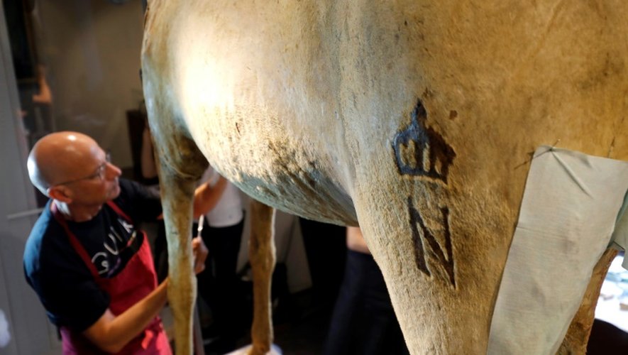 Un taxidermiste travaille à la restauration de  "Vizir", dernier cheval de Napoléon, le 27 juin 2016 au musée de l'Armée à Paris