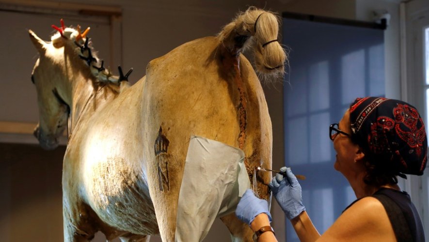 Une taxidermiste travaille à la restauration de  "Vizir", dernier cheval de Napoléon, le 27 juin 2016 au musée de l'Armée à Paris