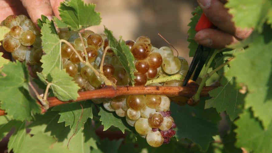Du raisin Muscat, le 7 août 2015 à Rivesaltes, en Pyrénées-Orientales