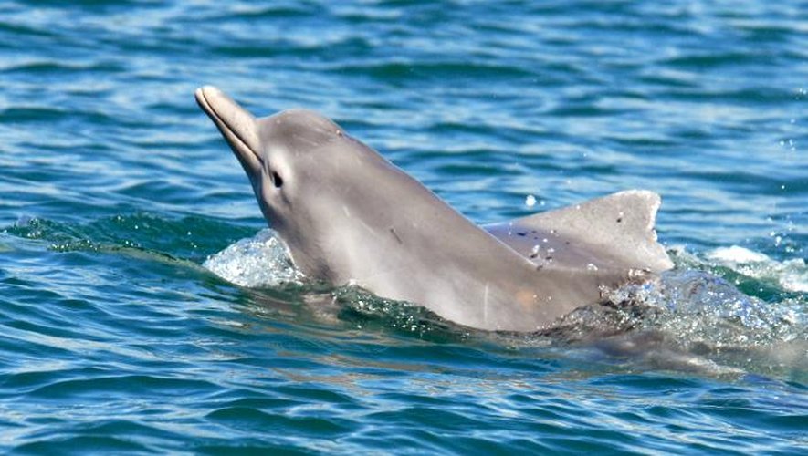 Image transmise par l'Université Flinders montrant une nouvelle espèce de dauphin à bosse au nord de l'Australie, le 31 octobre 2013