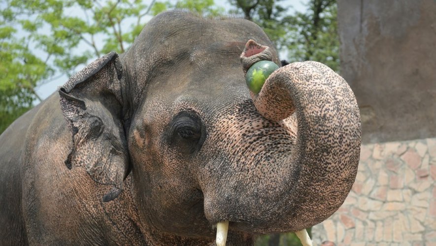 Plus de 200.000 personnes ont signé une pétition réclamant que Kaavan soit transféré dans une réserve pour animaux