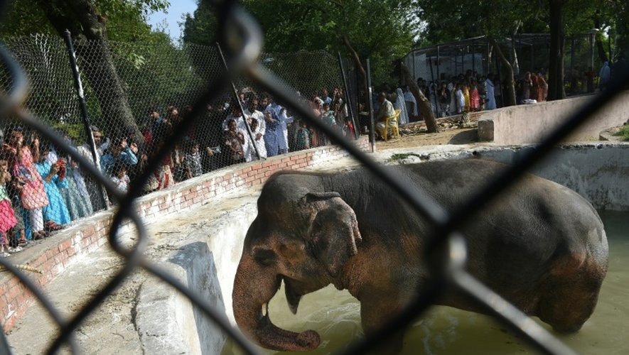 Kaavan, unique spécimen d'éléphant au zoo d'Islamabad, le 7 juillet 2016