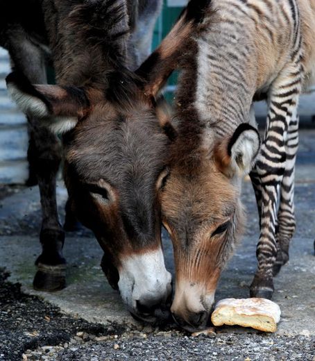 Ippo le "zonkey", avec sa mère Giada, une ânesse qui s'est accouplée avec Martin le zèbre, dans une réserve de Florence, le 11 octobre 2013