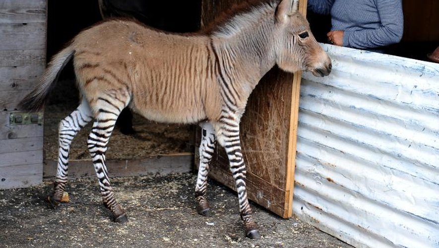 Ippo, un "zonkey" de trois ans, né de l'accouplement d'un zèbre et d'une ânesse, dans une réserve à Florence, le 11 octobre 2013