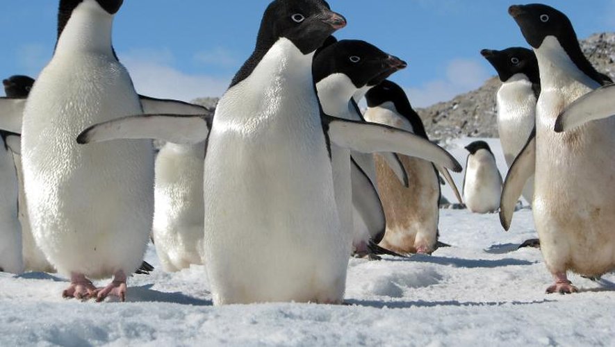 Photo non datée fournie le 15 octobre 2013 montrant des pingouins en Antarctique