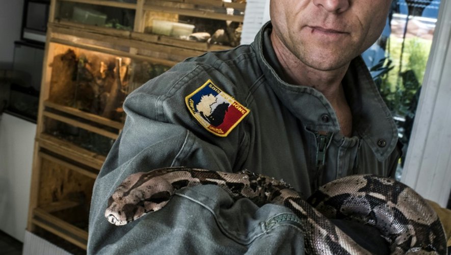 A la caserne de Meyzieu, le 25 août 2015, un pompier de l'équipe cynotechnique du Rhône avec l'un des serpents récupérés