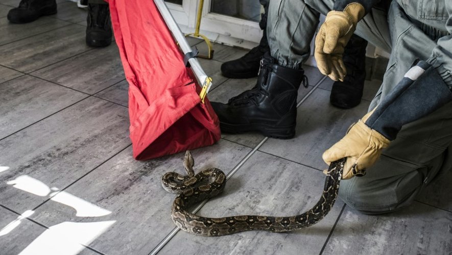 A la caserne de Meyzieu, le 25 août 2015, un pompier de l'équipe cynotechnique du Rhône montre un serpent récupéré lors d'une intervention