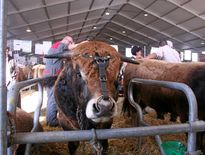 Soutien à l’élevage : 1,5 M€ attribués à l’Aveyron