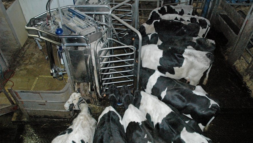 La collecte laitière est sous pression, notamment en Aveyron.