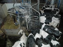 Prix du lait : la proposition de Lactalis crispe les positions