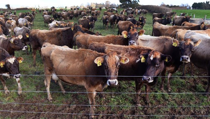 Un troupeau de vaches, le 11 août 2013, à Cambridge dans la région du Waikato, en Nouvelle-Zélande