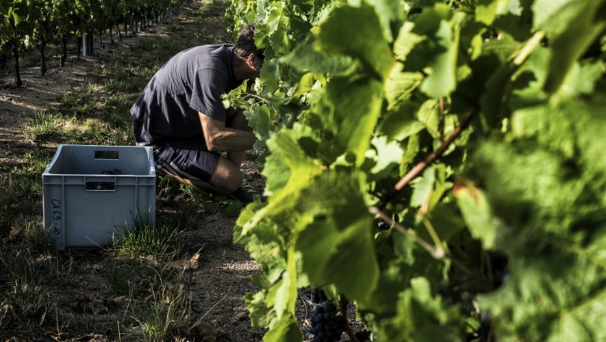 Des chercheurs coupent des grappes de raisin le 27 août 2015 à Liergues dans le Beaujolais