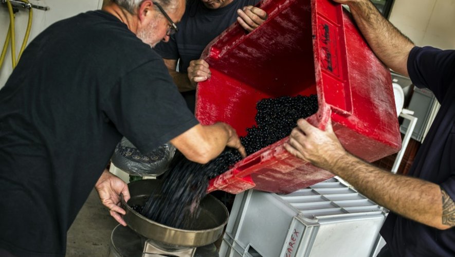 Les grappes de raisin déchargées dans des cuves en modèle réduit le 27 août 2015 au Château de l'Eclair à Liergues