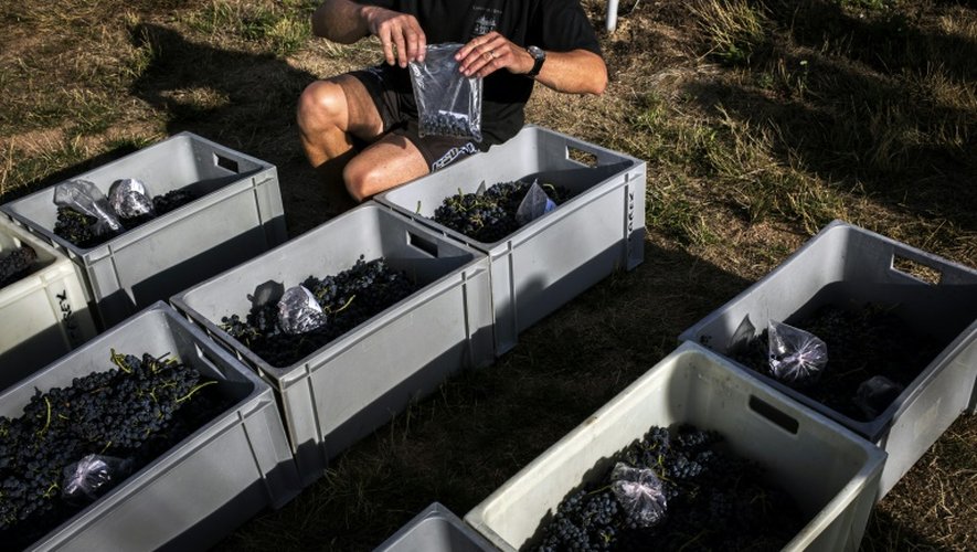 Des chercheurs collectent des grappes de raisin le 27 août 2015 à Liergues dans le Beaujolais