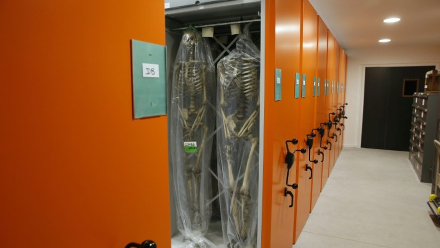 Des squelettes dans les réserves du musée de l'Homme au sous-sol du Palais de Chaillot à Paris, le 27 août 2015