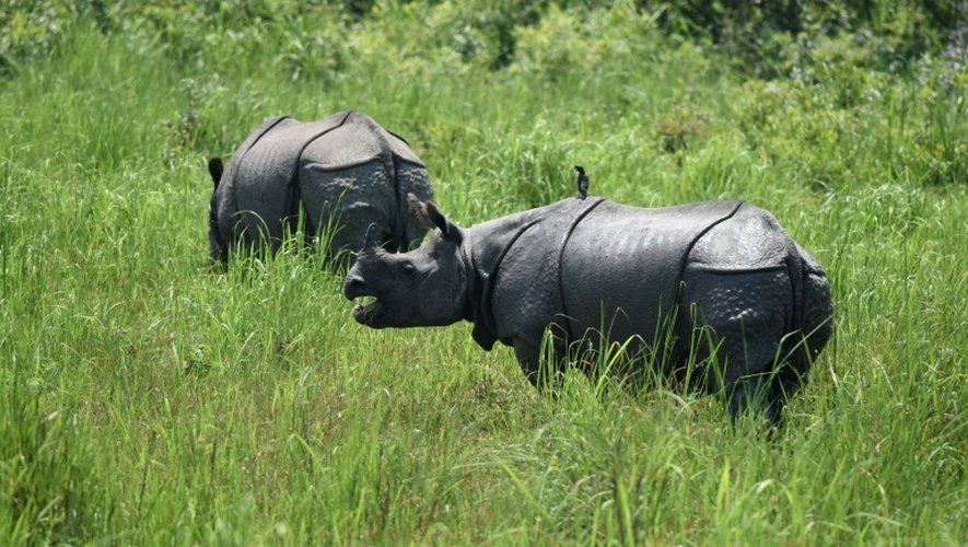 Des rhinocéros le 2 juin 2016 dans le parc national de Kaziranga en Inde