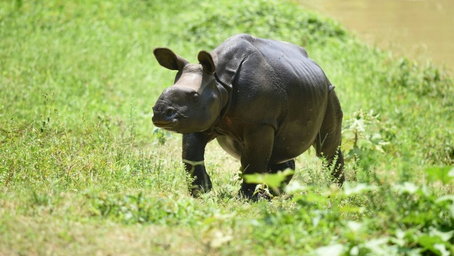 Un rhinocéros le 2 juin 2016 dans le parc national de Kaziranga en Inde
