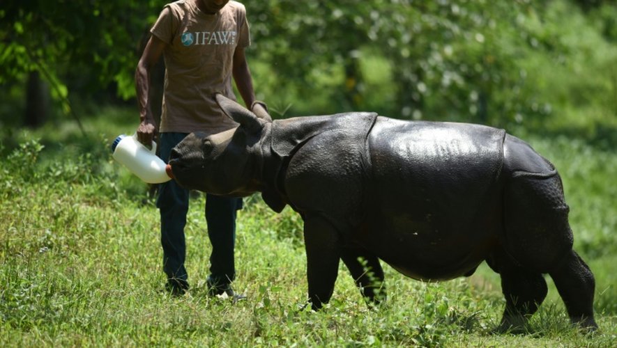 Un rhinocéros nourri à la bouteille le 2 juin 2016 dans le parc national de Kaziranga en Inde